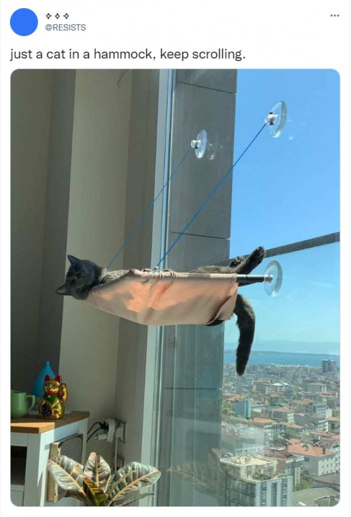 8. This is a cat who knows how to relax