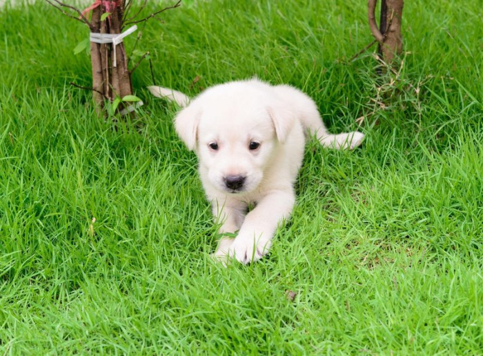 13. But it's a whole other story when they start to dig.