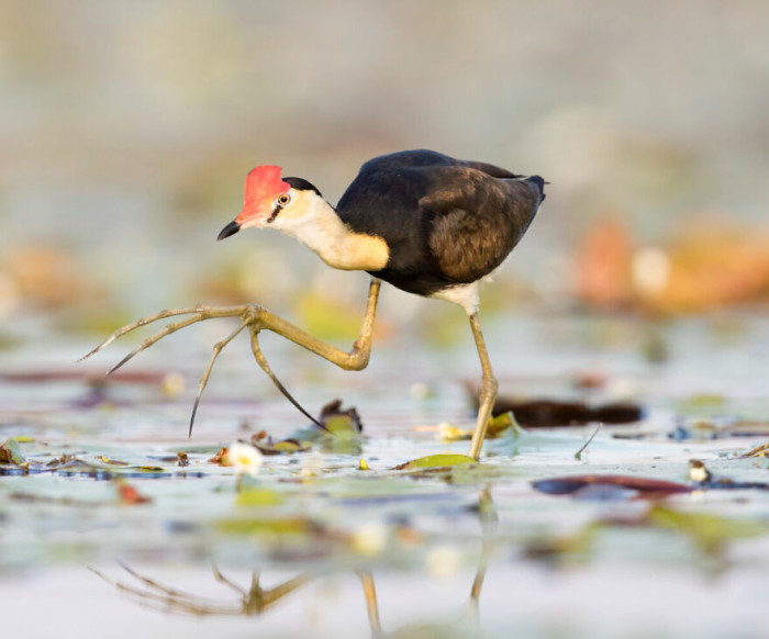 The Comb-Crested Jacana And Its Massive Feet
