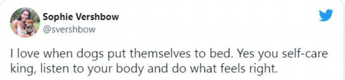 8. Dogs can be great models for well-being and good living