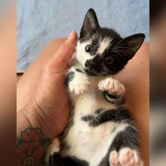 Princess Cabrales or Cabby