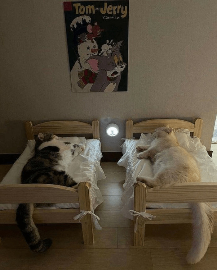 5. Some cats won't even sleep in their own beds. At least these two furballs know where they're supposed to sleep.