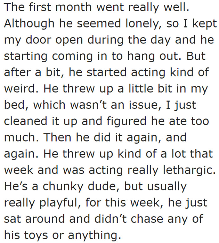 Things went smoothly at first, until the cat kept throwing up a lot.