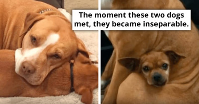 Shelter Pit Bull Refuses To Get Adopted Unless Her Dog Best Friend Comes With Her