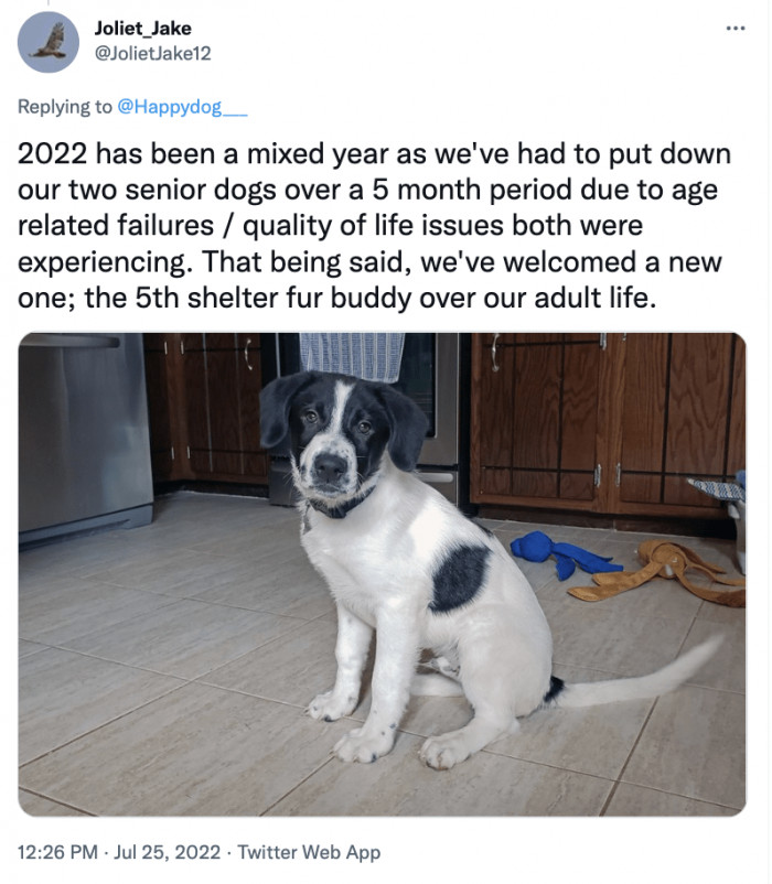 9. A doggo that will bring a brand new happiness.