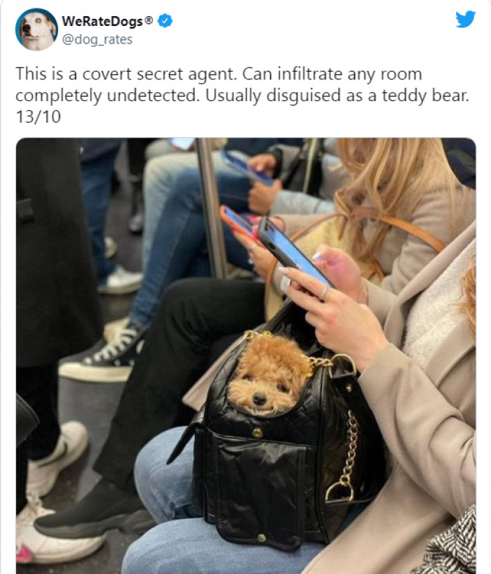 8. This adorable dog is taking a charming sneak peek.