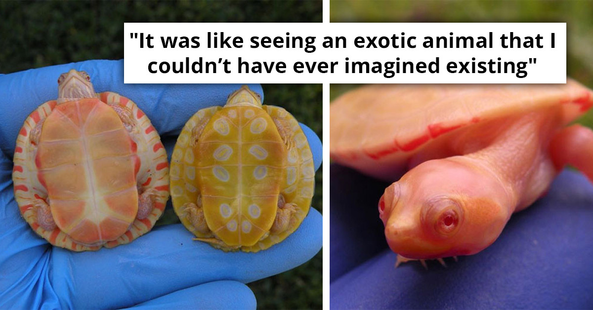 Shell Less Turtle Albino Rare Albino Turtles With Red Eyes and Flaming Skin-Like Shells