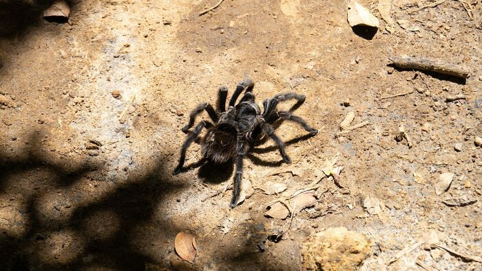 3. Tarantulas
