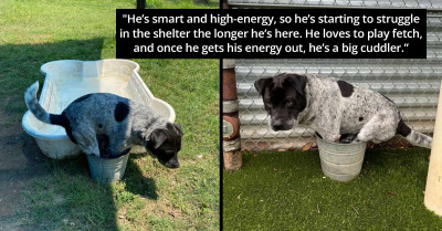 Centaur, The Stray Dog Still Prefers Chilling Out In His Beloved Bucket Over His Own Kiddie Pool