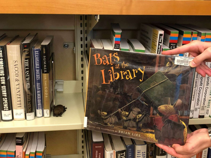 They Took a Quick Photo of the Bat with the Book "Bats at the Library" by Brian Lies
