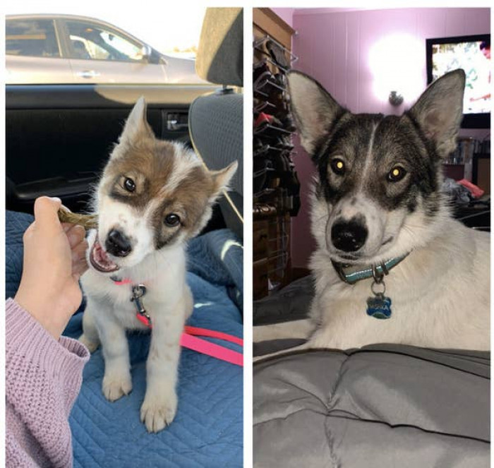 6. Eight weeks vs. One year