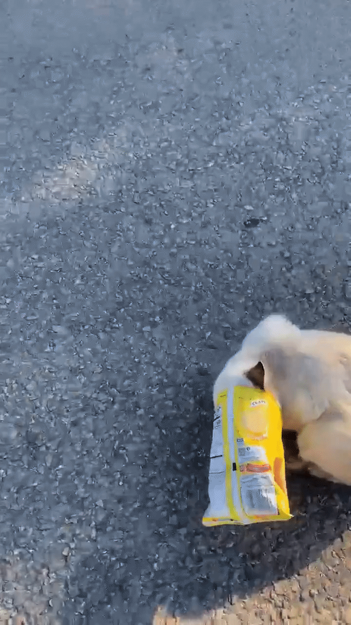 A Pleasanton Police Department officer named Matt DeLeon caught the moment on camera.