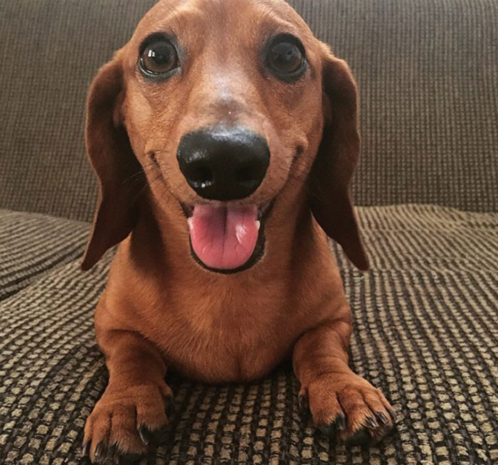 "Someday I'll Be Known As "Dexter The Smiling Dachshund"
