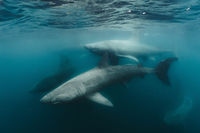 British Waters Wide Angle, Category Winner: A Meeting Of Giants By Evan Johnston
