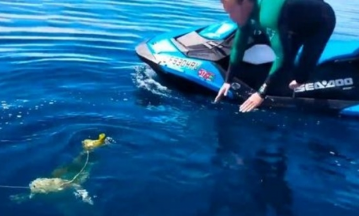 In the past few months, they found another turtle that needed to be freed from a discarded balloon.