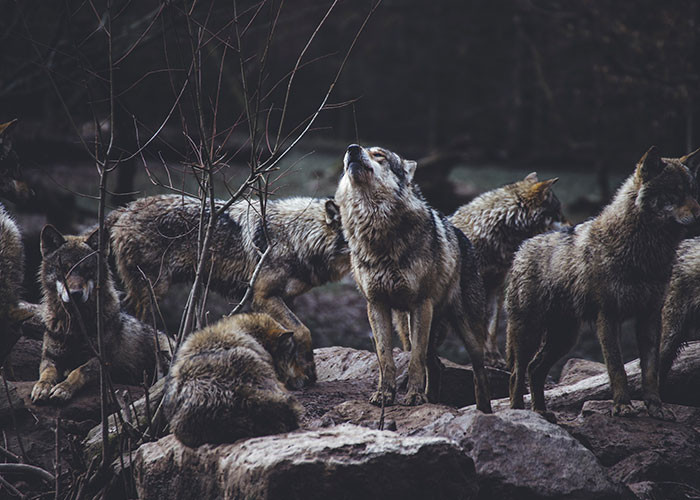 1. Wolves!