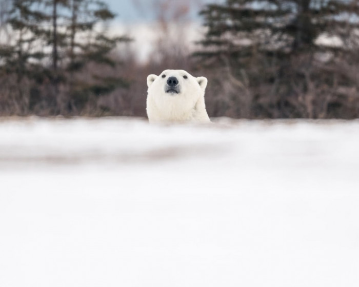 Contrary to popular belief, polar bears are incredibly calm, sociable animals. Never at any point did we feel threatened, only honored to share their home with them.