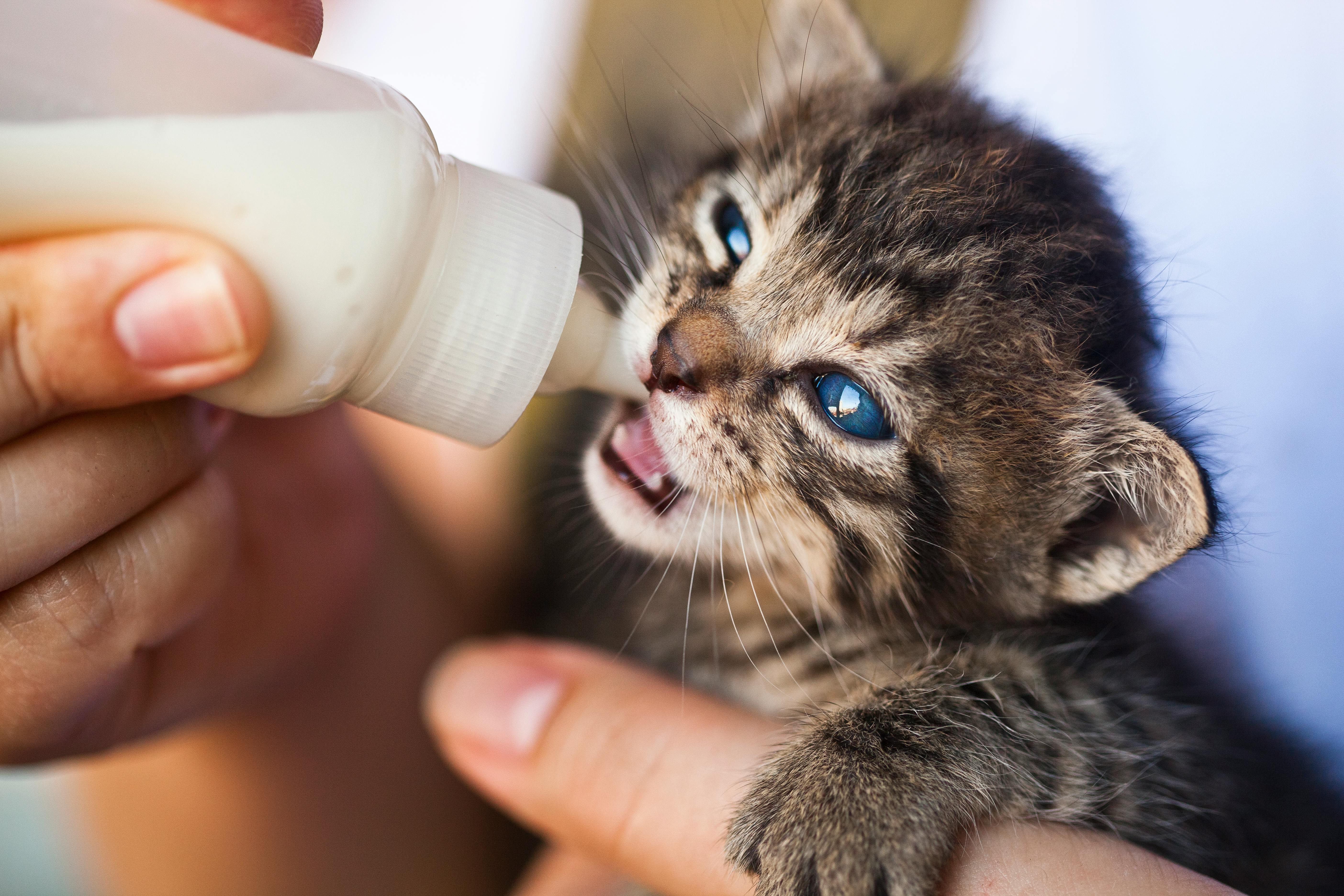 Building A Stronger Bond With Your Cat