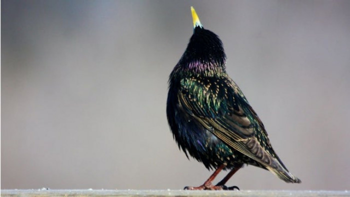 There are now over 200 million European starlings across the US, causing billions in crop damage and deadly hazards at airports