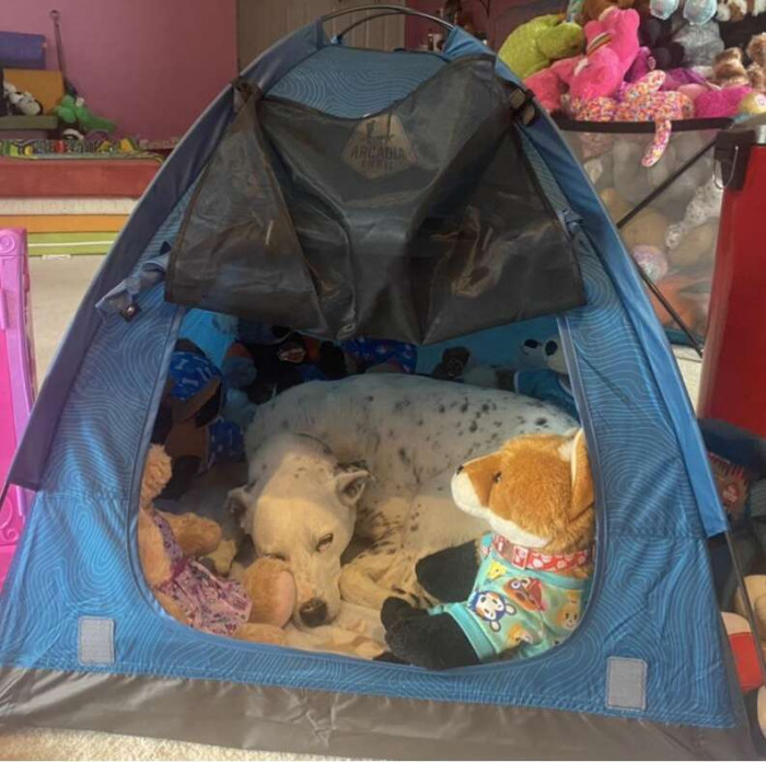 McGuire originally purchased the tent as a space to hold her stuffed animal collection