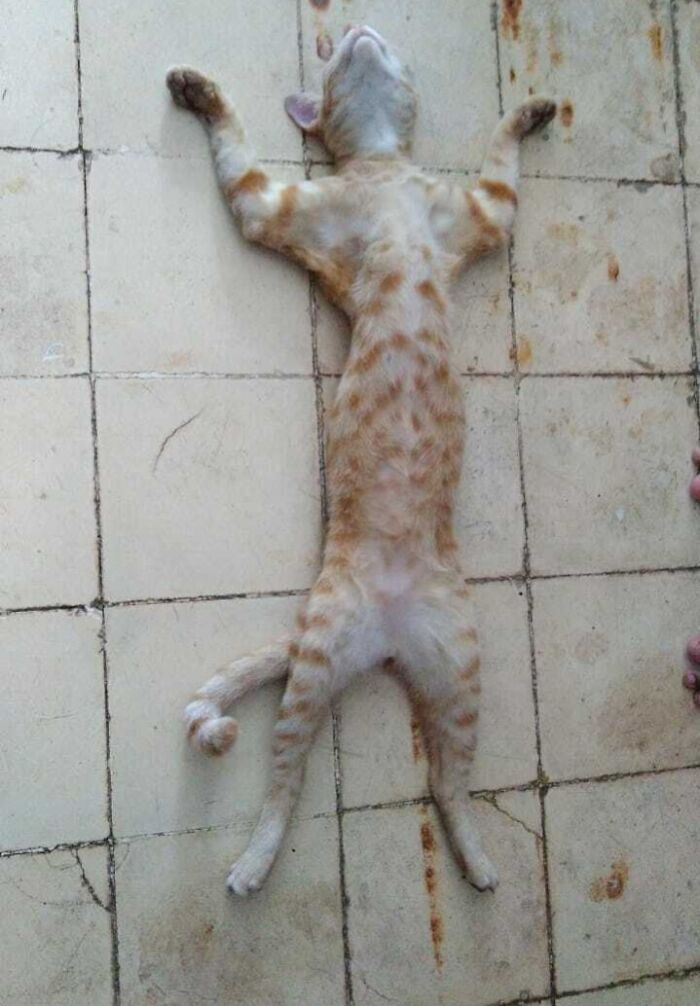 "I Lay Him Down And Pet His Belly, He Didn't Complain"