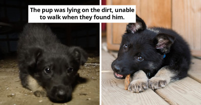 Tiny Pup From A Puppy Mill Crawls Towards His Rescuers For Help After His Front Legs Fail Him Due To Malnutrition