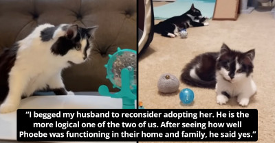 Woman Rescues a Disabled Cat Facing Euthanasia and Then Proceeds to Adopt Her