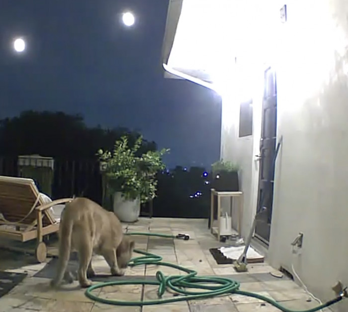 Here is P-22 seemingly curious about the garden hose strewn across the patio of Kevin's home