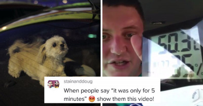 RSPCA Officer Traps Himself In A Car For 25 Minutes To Demonstrate The Dangers Of Leaving Your Dog In It On A Hot Day