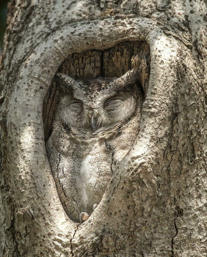 3. Owl Found Its Perfect Resting Place