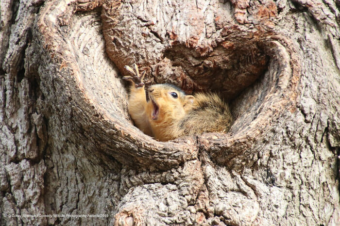 Who Would Like A Peanut? By Corey Seeman