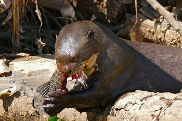 9) Giant Otter