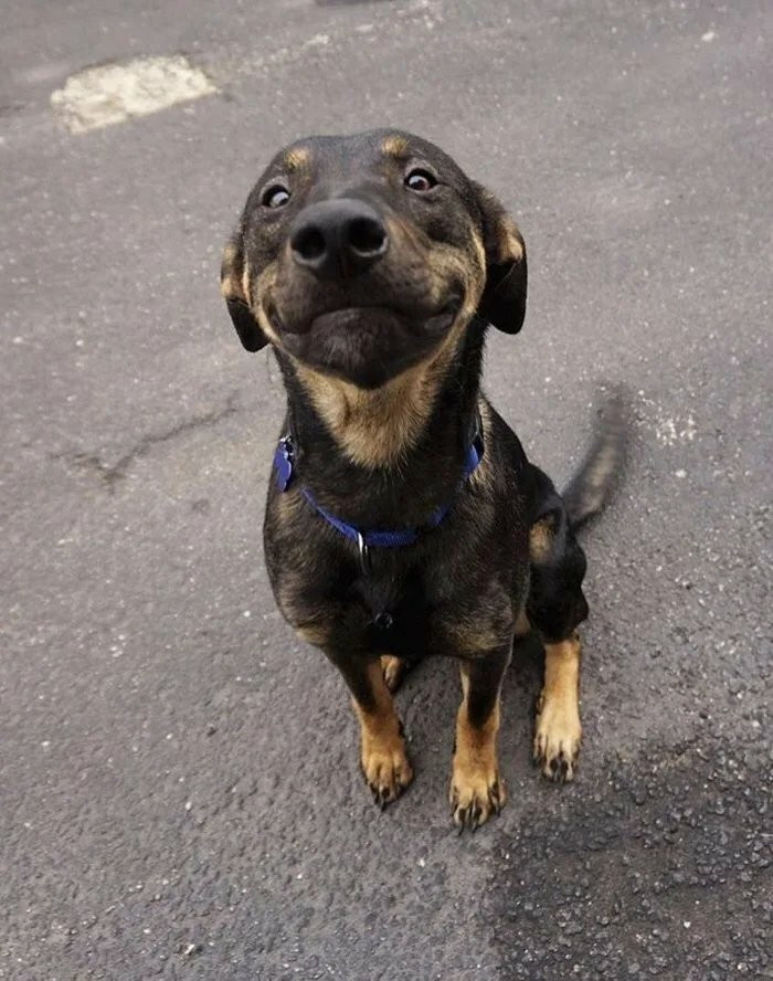 7. Pretty sure someone heard the words “good boy.”