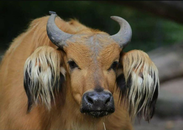 The African Forest Buffalo (Syncerus Caffer Nanus) Is The Smallest Subspecies Of The African Buffalo, Weighing In At 550–705 Lbs