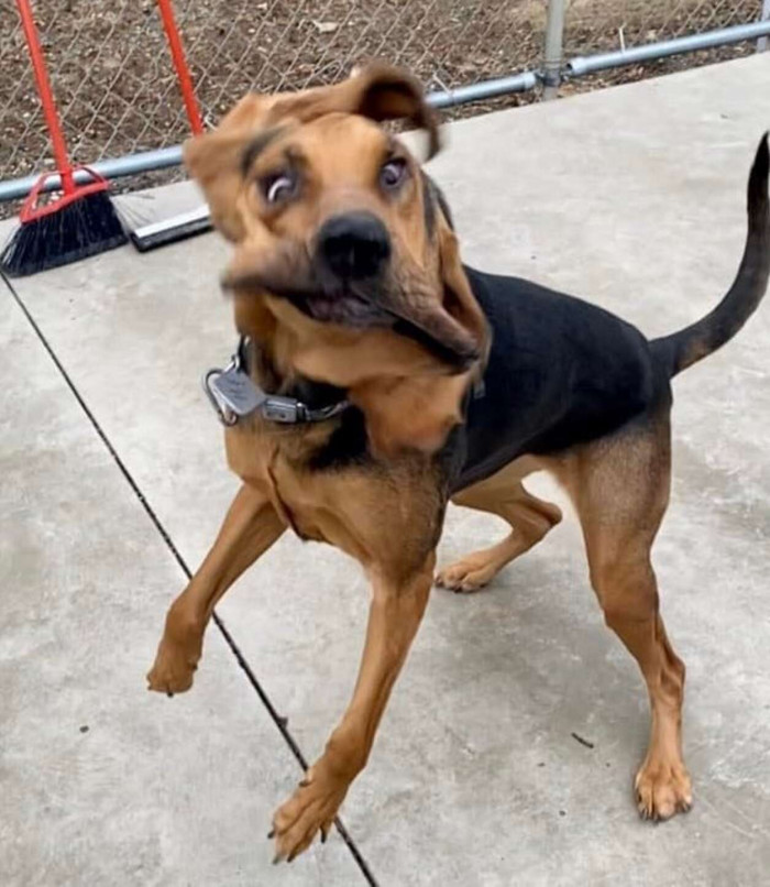 “She is a goofy critter with a big bark and an even bigger heart,” Imogene’s mom, says.