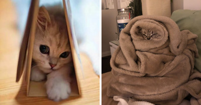 13 Of The Best And Most Adorable Kitty Posts That You Won't Want To Miss