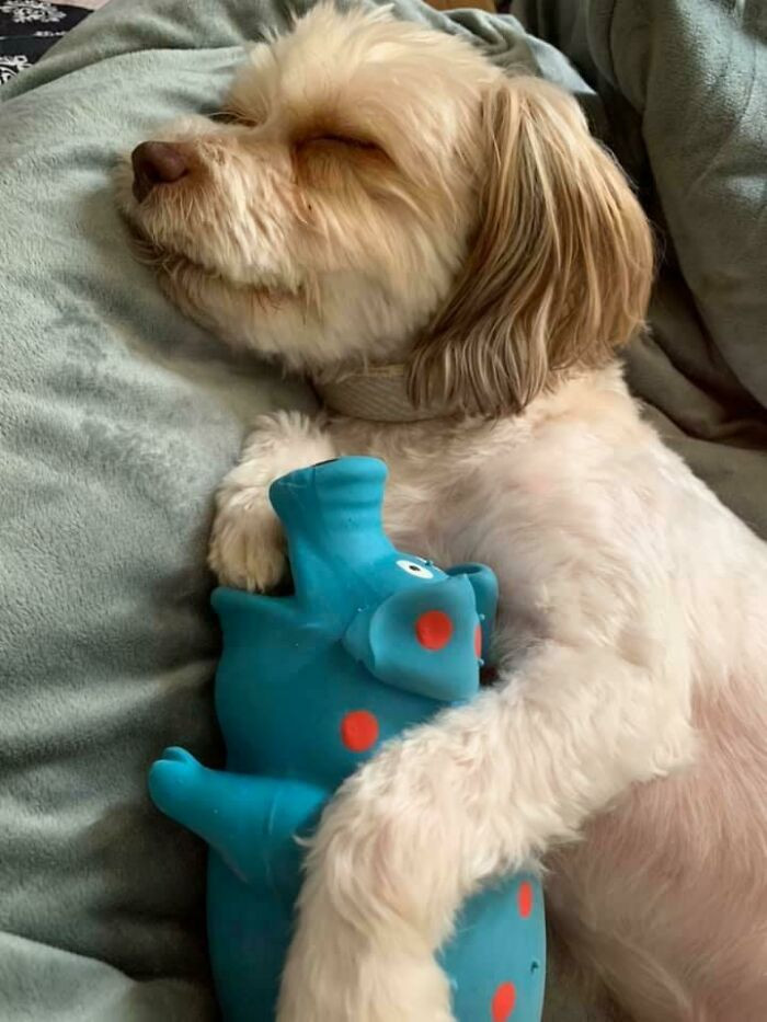 20. His favorite toy isn’t for playing, it’s for snuggling. Every night, they sleep side by side