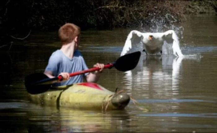 19. Don't mess with swans.