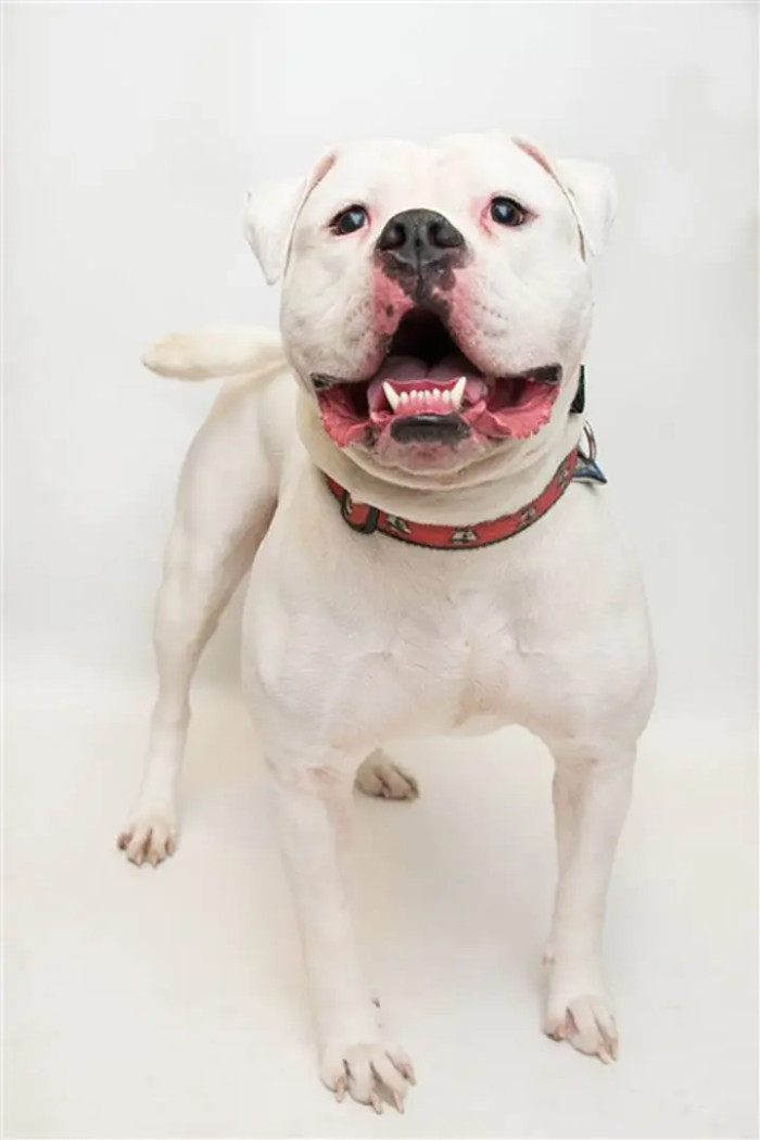 Thankfully, the Animal Control Officers Showed Up and Duke Will Be Eligible for Adoption