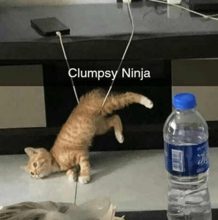 6. The cat wants to be a ninja, but she's clearly clumsy at it