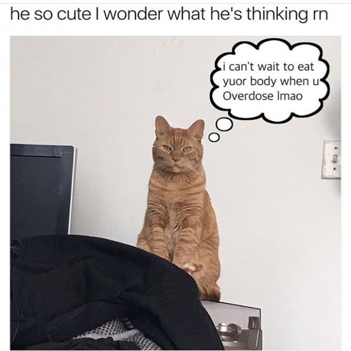 19. The things that go through the minds of our little furry buddies