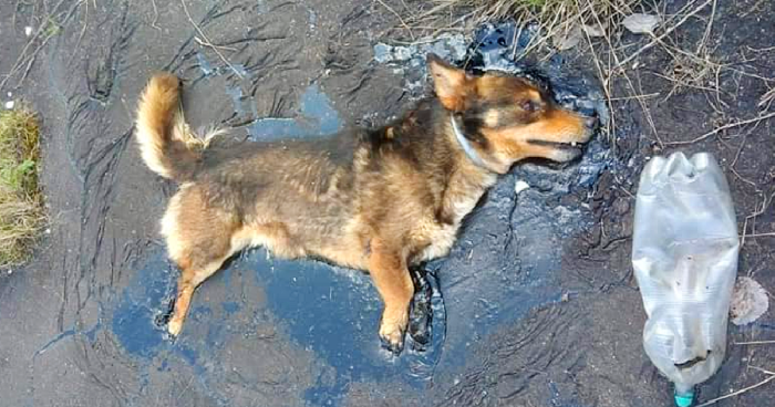 One unlucky dog fell into a tar pit in Suwaki, Poland