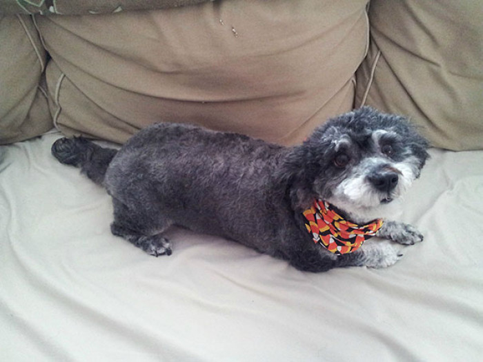 18. Schnoodle, which is a Schnauzer & Poodle Crossbreed