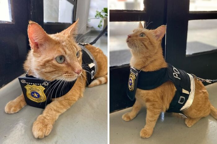 "Cat Is Employed At The Women's Police Station To Help Victims Of Domestic Violence"