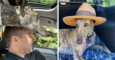 12 Greyhounds Who Are Proudly Showing Off Their Long Limbs And Quirky, Adorable Personalities