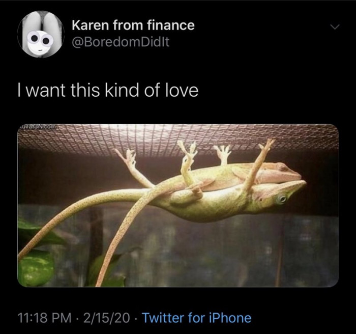 1. Lizard Love - Don't worry, I've got you...