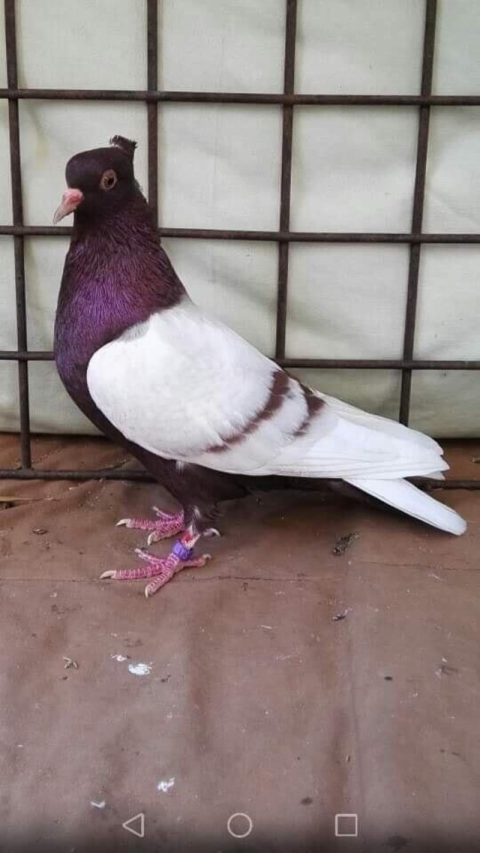 15. The Archangel Pigeons Breed