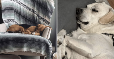 12 Cute Photos Of Exhausted Dogs After A Long Day At The Dog Park
