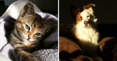 50 Pet Photographs That Perfectly Mimic The Beauty Of Renaissance Art, As Shared By An Online Group