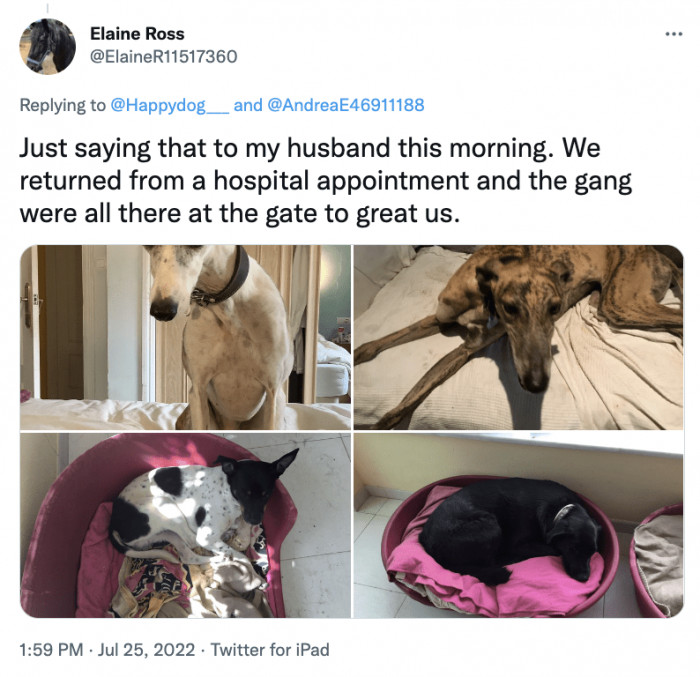 10. Dogs truly love their humans.